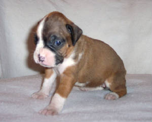 littlegirl4.jpg