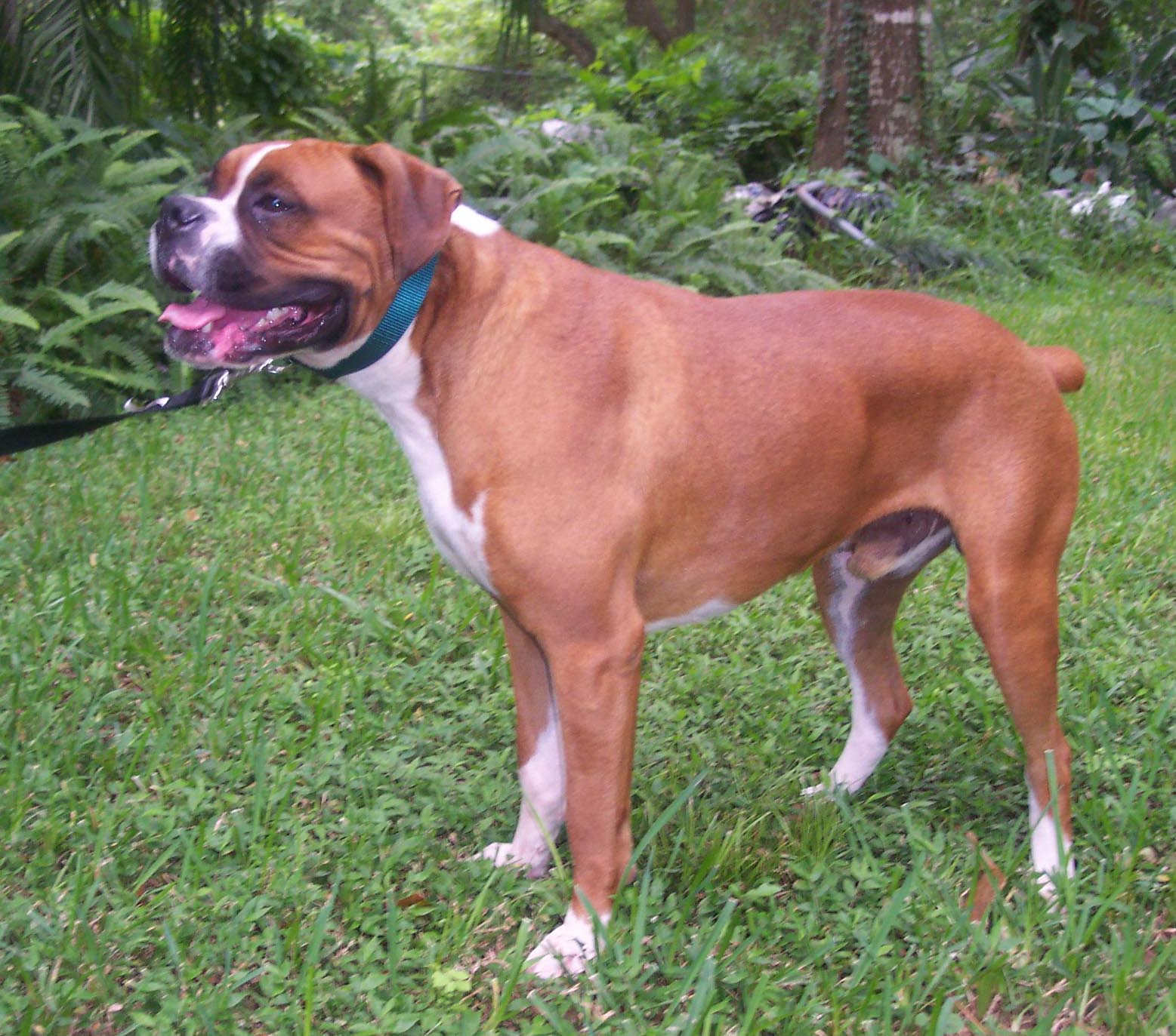 bb-max2.jpg