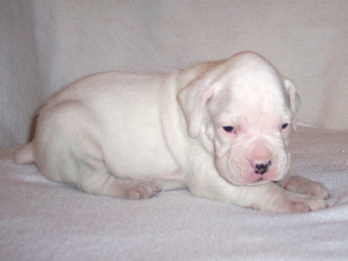 whitey-1.jpg